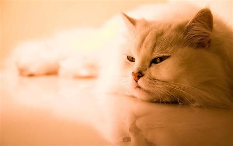 HD wallpaper: Beautiful Persian Cat, sleepy, calm | Wallpaper Flare