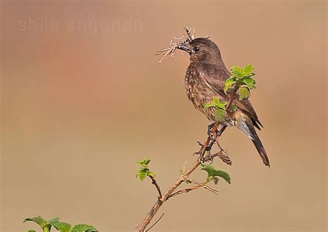 Cranium Bolts: Birds at Hesaraghatta lake