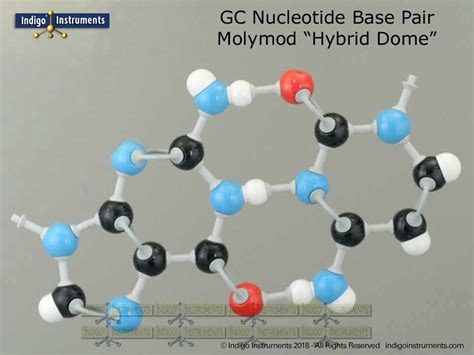 Indigo Guanine Cytosine DNA Base Pair Molecular Model