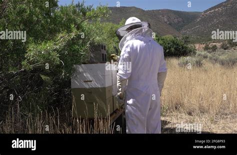 Honey bee hives Stock Videos & Footage - HD and 4K Video Clips - Alamy