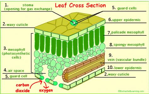 General Biology 2: The Plant System Diagram | Quizlet