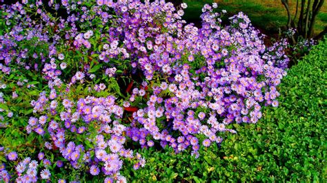 Download Garden Purple Flower Nature Flower HD Wallpaper