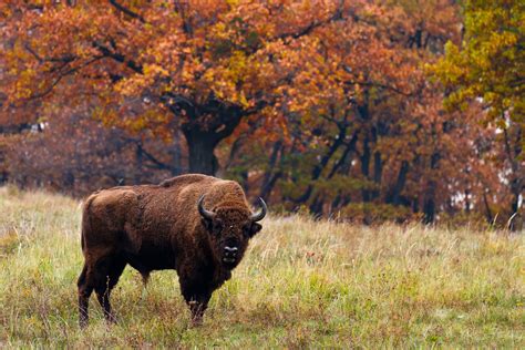 European bison in Autumn Poland | MilousSK [4555x3037] | Parcs, Animales, Parcs nationaux