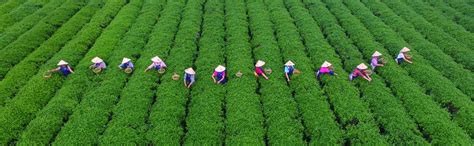 China’s Agriculture Sector: Past, Present and Future – Welcome to ChinaFund.com