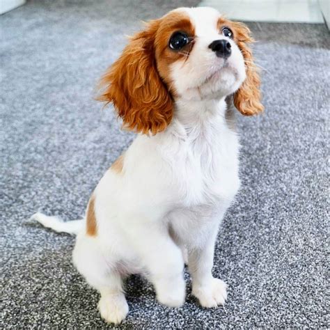 maisie_the_cav * 🐾 Follow us @gavin.cavalier 💝 * 💕 Make sure y… | King charles cavalier spaniel ...