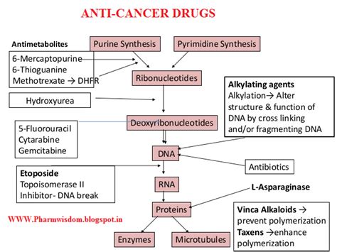 PHARMA WISDOM: Mechanism of Action of Chemotherapeutic drugs