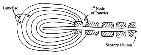 Basic Sensory Receptor Physiology