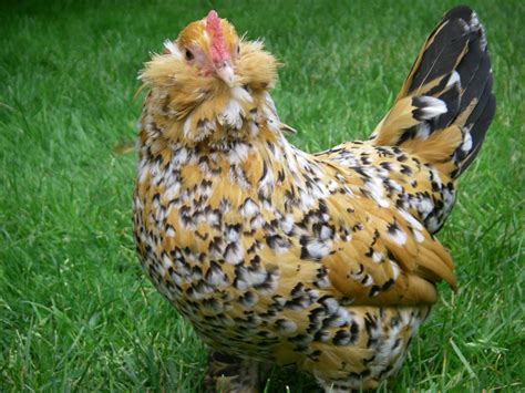 bearded chicken show | Fancy chickens, Beautiful chickens, Cute chickens