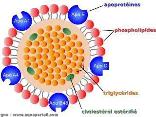 Chylomicron : définition et explications