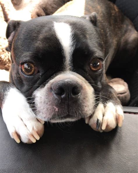 All you need to know about the Bugg, the Boston Terrier Pug Mix - Animalso