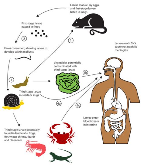 Teen who swallowed a slug on a dare became a quadriplegic | Page 6 | Sherdog Forums | UFC, MMA ...