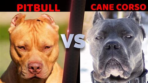 Pitbull vs Cane Corso Fight | Cane Corso vs Pitbull Fight| Best Guard Dog | Billa Boyka | - YouTube