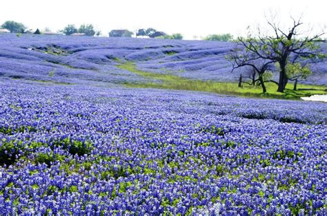 bluebonnets outside of ennis, texas; april 2012 | Texas bluebonnets ...