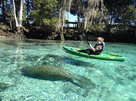 Kayak manatees, crystal river | Kayaking, Places to see, Travel