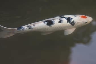 brocade carp, koi, carp, fish, swim, pond, water, white, black, gold, orange | Pikist