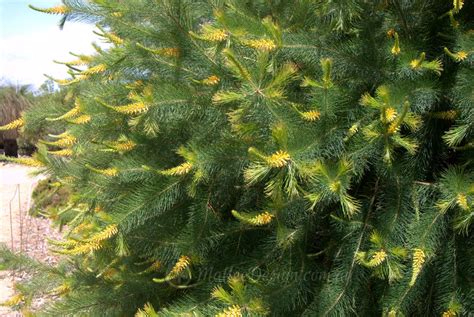 The Greatest Geebung: Persoonia pinifolia - Mallee Design Full Sun Plants, Water Plants ...