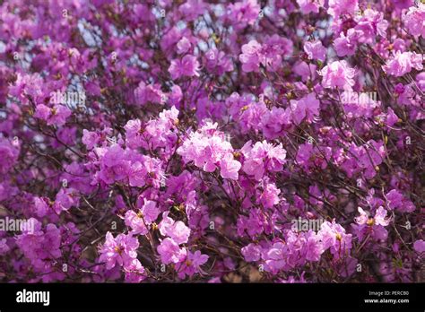 Spring landscape with Spring Flowers Blooms scenic. Blossoming branches of rhododendron ...