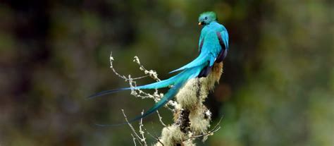 Costa Rica Birdwatching Tour - Travel Excellence