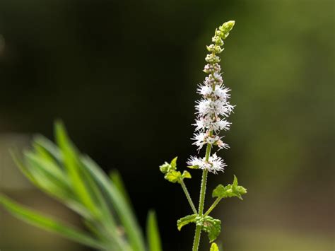 Black Cohosh Root Tea - Brain Mind Article