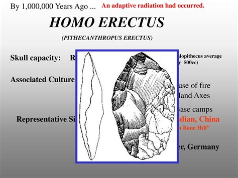 Evolution of Hominidae Earliest Hominids - ppt download