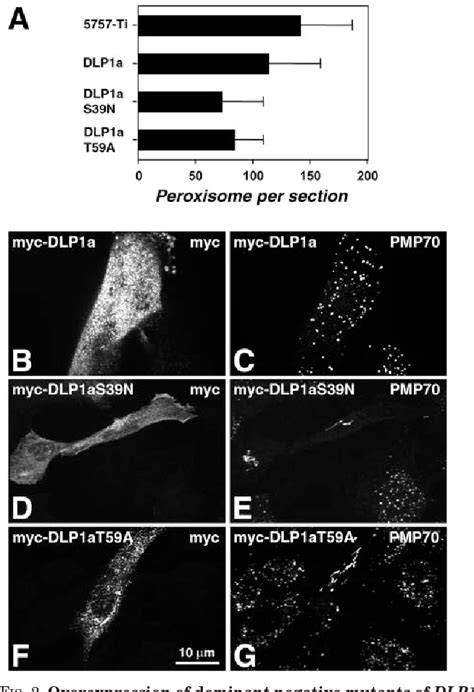 Figure 2 from The Dynamin-like GTPase DLP1 Is Essential for Peroxisome ...