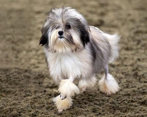 Löwchen Dog: Breed Info, Pictures, Traits & Care – Dogster