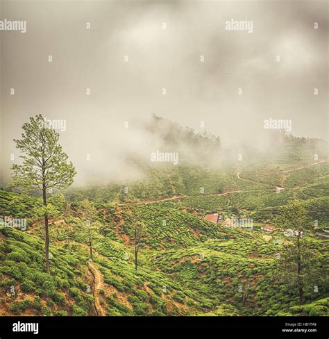 Tea plantations. Sri Lanka Stock Photo - Alamy