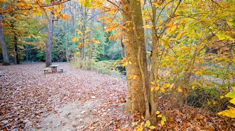 Picnic Grove 5 (U.S. National Park Service)