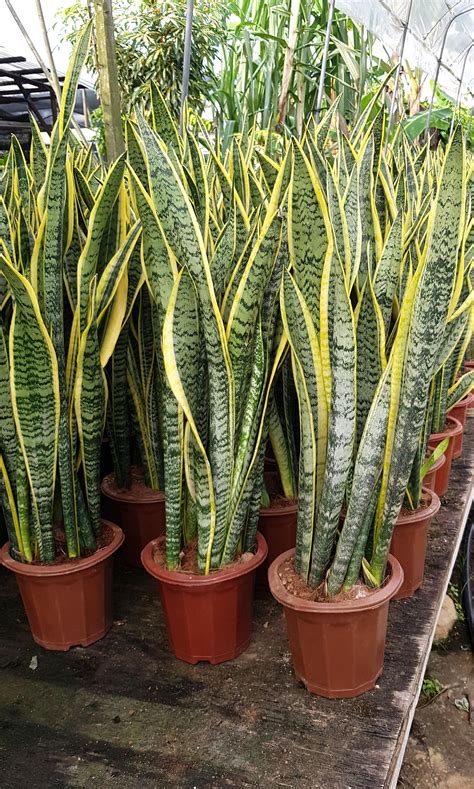 Plant - Sansevieria trifasciata laurentii / Snake plant 3-3.5ft (26cm pot), Furniture & Home ...