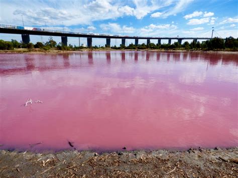 How To See the Pink Lake in Melbourne and How to Get There - Universal ...