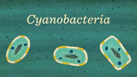 How Cyanobacteria Created (and Nearly Destroyed) Life on Earth | Mental ...