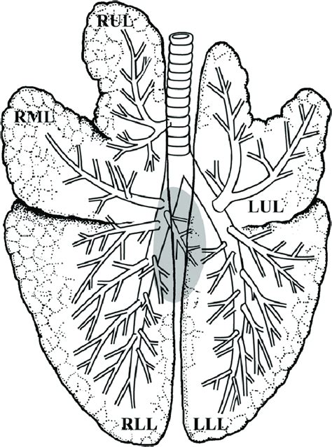 Anatomy Of The Lungs Lobes