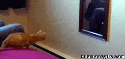 Pouncing GIFs - Find & Share on GIPHY