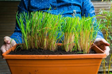 Grow Lemongrass in Pots: 3 Ways to Grow Lemmongrass