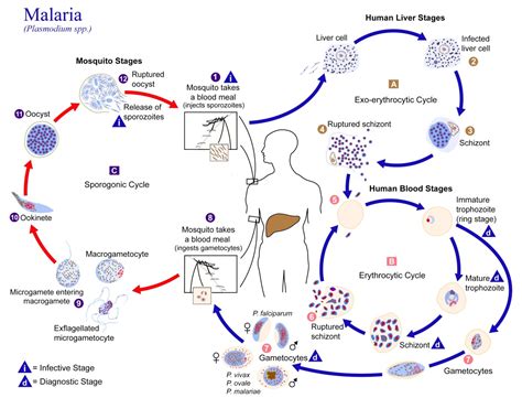 Plasmodium vivax and Malaria: Microbe and Disease Facts - Owlcation