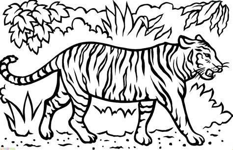 Sketsa Gambar Harimau Sumatera – cari