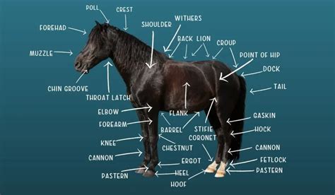 Equine Anatomy - Naming the Parts of a Horse - Helpful Horse Hints