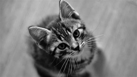 Black And White Photo Of Black White Cat Kitten Is Looking Up HD Cute ...