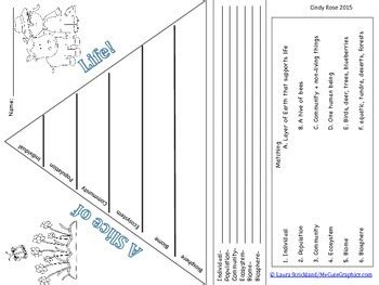 Ecosystems Vocabulary Graphic Organizer by Rose STEM | TpT