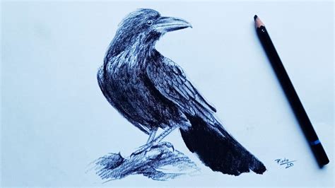 How to draw a crow | Pencil shading drawing - YouTube