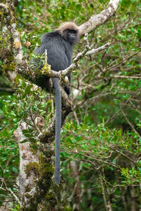 Nilgiri Langur, Semnopithecus johnii - New England Primate Conservancy