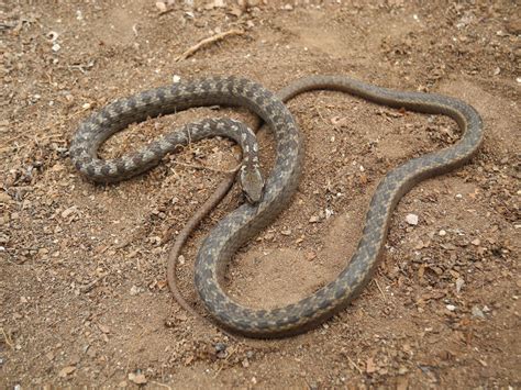 Galapagos racer snake - Galapagos Conservation Trust