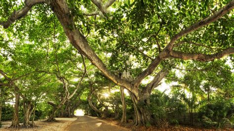 Banyan Street : Gasparilla Island, Florida : Florida Landscape ...