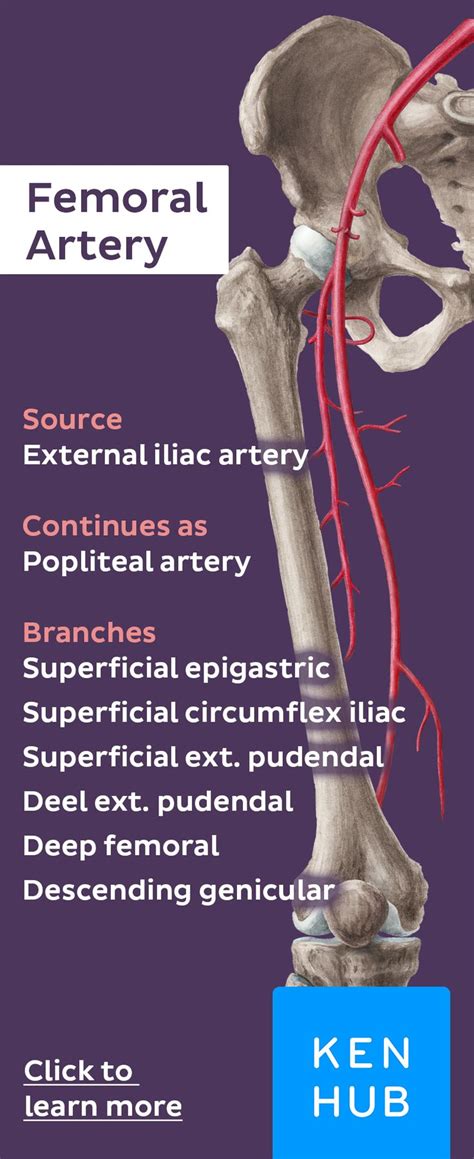 Femoral artery | Arteries, Lower limb, Medical