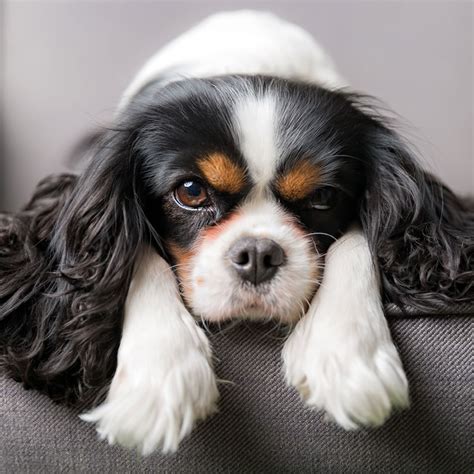 75+ Cavalier King Charles Spaniel Breeders Northern California Picture ...