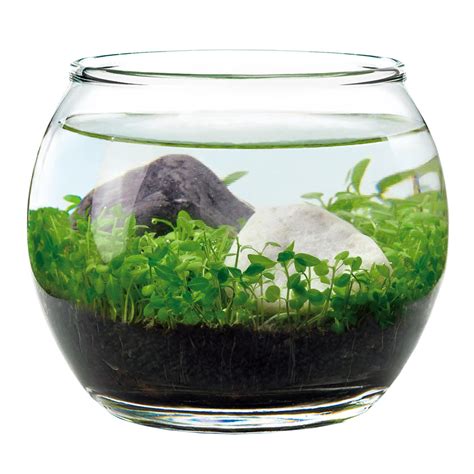 World Market + Noted Water Garden Glass Plant Aquarium Set