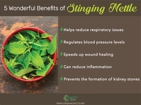 11 Amazing Benefits of Stinging Nettle | Organic Facts