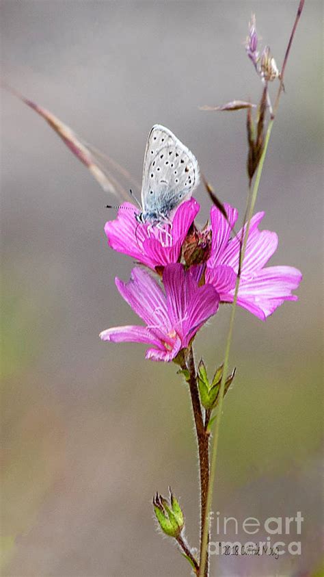 Endangered Mission Blue Butterfly Photograph by Cathie Moog