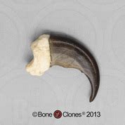 Sloth Bear Claws Set of 20 in Riker Box - Bone Clones, Inc. - Osteological Reproductions