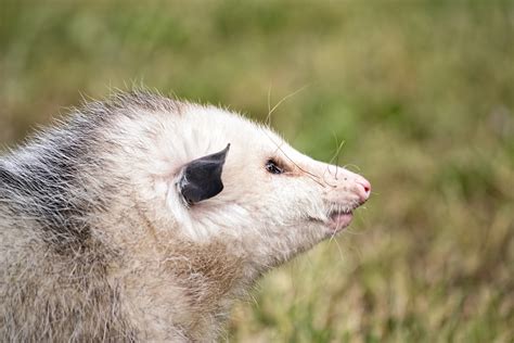 Opossum as a Pet: Is It Too Exotic? | Pet Comments